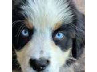 Bernese Mountain Dog Puppy for sale in Ramona, CA, USA