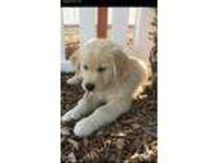 Golden Retriever Puppy for sale in Ramona, CA, USA