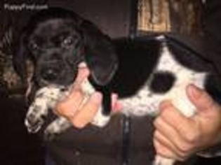 German Shorthaired Pointer Puppy for sale in Mount Vernon, WA, USA