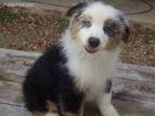 Australian Shepherd Puppy for sale in Pittsburg, TX, USA