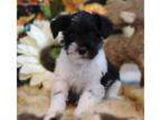 Mutt Puppy for sale in Palestine, TX, USA