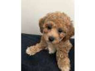 Mutt Puppy for sale in Tinley Park, IL, USA