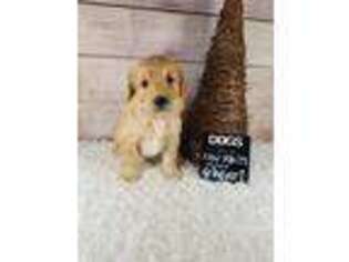 Goldendoodle Puppy for sale in Cassville, MO, USA