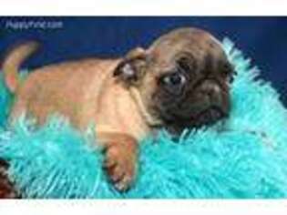 Pug Puppy for sale in Kendallville, IN, USA