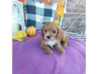 Cavapoo Puppy for sale in Grabill, IN, USA