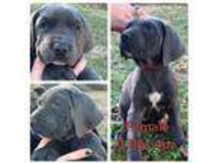Great Dane Puppy for sale in South Shore, KY, USA
