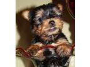 Yorkshire Terrier Puppy for sale in HIALEAH, FL, USA