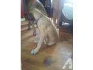 Mastiff Puppy for sale in LEBANON, MO, USA