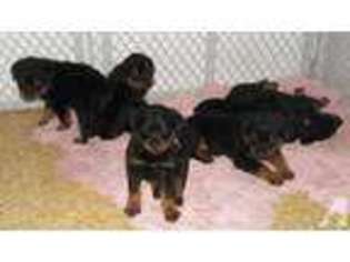 Rottweiler Puppy for sale in CARLETON, MI, USA