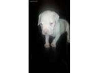 Dogo Argentino Puppy for sale in White, GA, USA