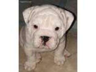 Bulldog Puppy for sale in Fairgrove, MI, USA
