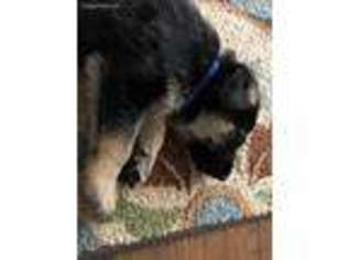 German Shepherd Dog Puppy for sale in Savoy, TX, USA