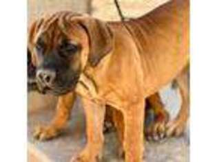 Boerboel Puppy for sale in Maricopa, AZ, USA