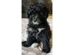 Mutt Puppy for sale in Fairplay, CO, USA