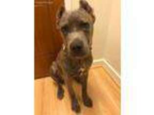 Cane Corso Puppy for sale in Bethesda, MD, USA