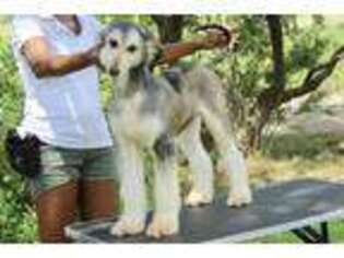 Afghan Hound Puppy for sale in Temple, TX, USA