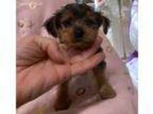 Chorkie Puppy for sale in Boston, MA, USA