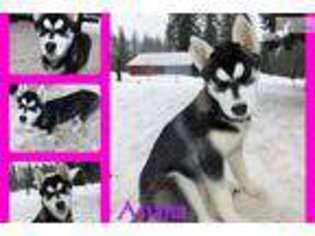 Siberian Husky Puppy for sale in Kalispell, MT, USA