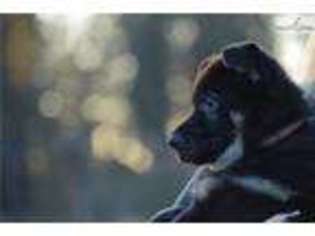 German Shepherd Dog Puppy for sale in Spokane, WA, USA