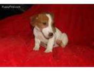 Jack Russell Terrier Puppy for sale in Woodbury, NJ, USA