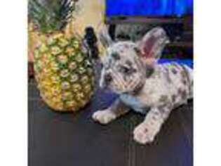 French Bulldog Puppy for sale in Chula Vista, CA, USA
