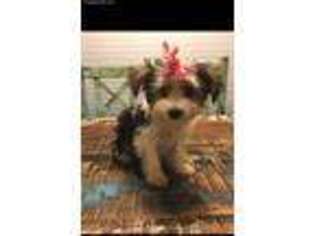 Yorkshire Terrier Puppy for sale in Pilot Point, TX, USA