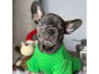 French Bulldog Puppy for sale in Howell, MI, USA