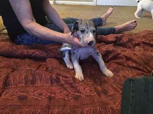Great Dane Puppy for sale in Cave Creek, AZ, USA