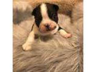 Boston Terrier Puppy for sale in Roy, WA, USA