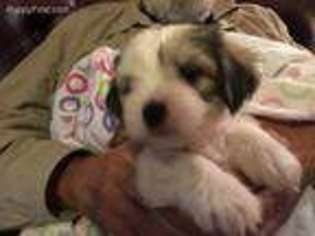 Mutt Puppy for sale in Scottsboro, AL, USA
