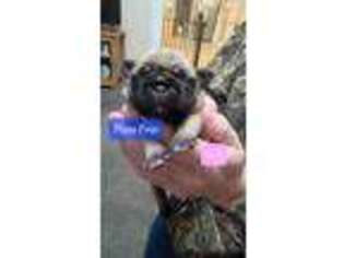 Pug Puppy for sale in Olin, NC, USA
