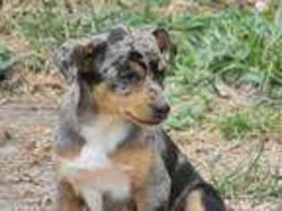 Rat Terrier Puppy for sale in Kingdom City, MO, USA