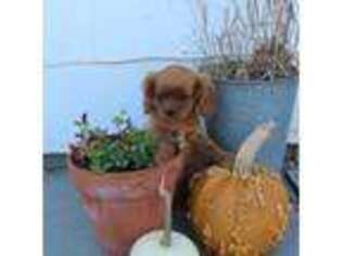 Cavalier King Charles Spaniel Puppy for sale in Wirtz, VA, USA