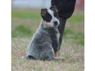 Australian Cattle Dog Puppy for sale in Windom, TX, USA