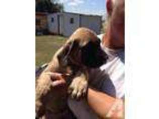 Mastiff Puppy for sale in LINDSAY, OK, USA