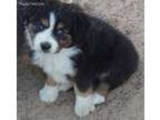 Miniature Australian Shepherd Puppy for sale in Canton, TX, USA