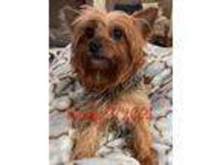 Yorkshire Terrier Puppy for sale in Bryan, TX, USA