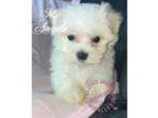 Maltese Puppy for sale in Hendersonville, NC, USA