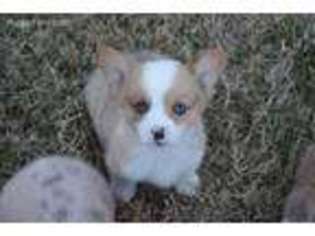 Pembroke Welsh Corgi Puppy for sale in Cameron, TX, USA