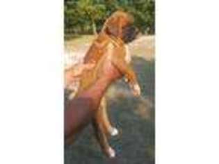 Boxer Puppy for sale in Crawford, TX, USA