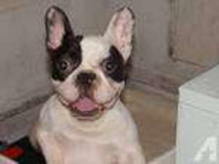 French Bulldog Puppy for sale in WOODMAN, WI, USA
