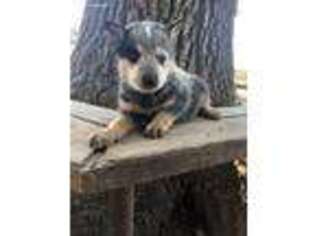 Australian Cattle Dog Puppy for sale in Paso Robles, CA, USA