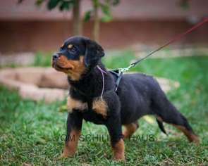 Rottweiler Puppy for sale in Alhambra, CA, USA
