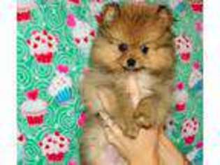 Pomeranian Puppy for sale in Trinity, NC, USA