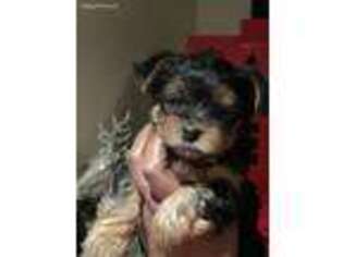 Yorkshire Terrier Puppy for sale in Zion, IL, USA