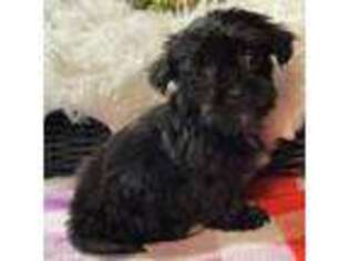 Shorkie Tzu Puppy for sale in Columbia, SC, USA