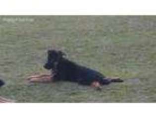 German Shepherd Dog Puppy for sale in Nicholls, GA, USA