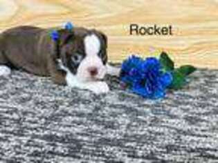 Boston Terrier Puppy for sale in Worthington, IN, USA