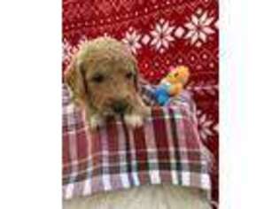 Goldendoodle Puppy for sale in Magna, UT, USA