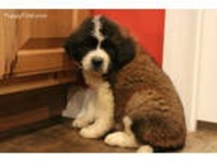 Saint Bernard Puppy for sale in Kansas City, MO, USA